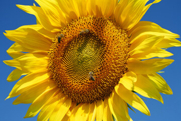 Worker bees on sunflower, close-up shot