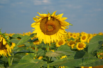 Little bee sits on sunflower, collecting pollen and nectar from flower
