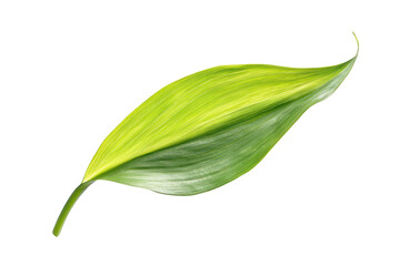 Obraz premium Single green leaf with water droplets
