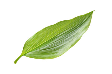 Single green leaf with water droplets