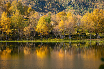 Beautiful golden birch tree reflections in the mountain lake in Lofoten Islands, Norway in sunny autumn day. Seasonal scenery of Scandinavia.