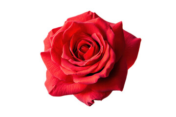 Single red rose, romantic occasions, love concepts, florists