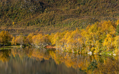 Beautiful golden birch tree reflections in the mountain lake in Lofoten Islands, Norway in sunny autumn day. Seasonal scenery of Scandinavia.