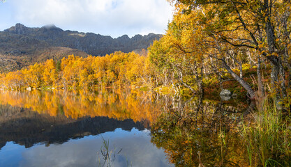 Beautiful golden birch tree reflections in the mountain lake in Lofoten Islands, Norway in sunny autumn day. Seasonal scenery of Scandinavia.