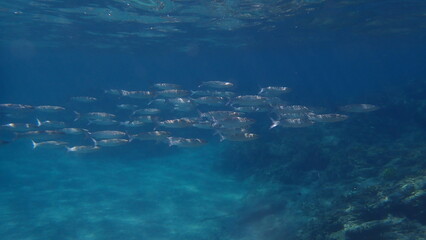 Golden grey mullet (Chelon auratus) undersea, Aegean Sea, Greece, Halkidiki, Pirgos beach