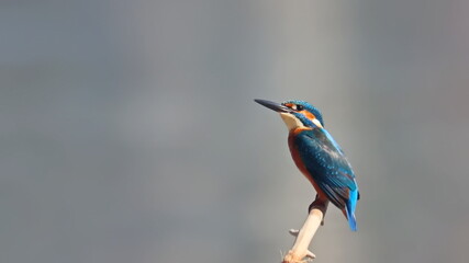 Common Kingfisher on branch, alcedo atthis,  birds of Montenegro
