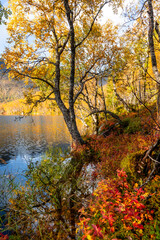 Beautiful golden trees at a little lake in Lofoten Islands, Norway in sunny autumn day. Seasonal scenery of Scandinavia.