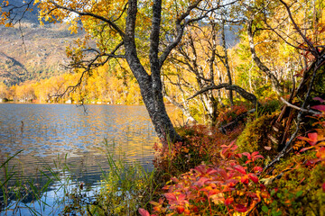 Beautiful golden trees at a little lake in Lofoten Islands, Norway in sunny autumn day. Seasonal scenery of Scandinavia.
