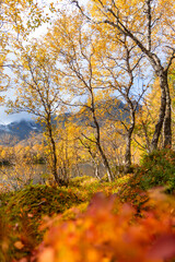 Beautiful golden trees at a little lake in Lofoten Islands, Norway in sunny autumn day. Seasonal scenery of Scandinavia.