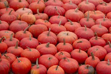 Horizontal photo. Street market with raw red orange fresh ripe pumpkin on counter with farm products at Tbilisoba city holiday. Concept of Halloween, Jack Lantern, trick or treat. Harvest Day fair