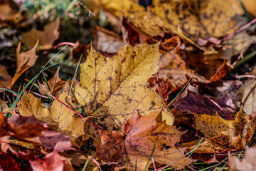 Maple leaf in autumn in the evening sun.
