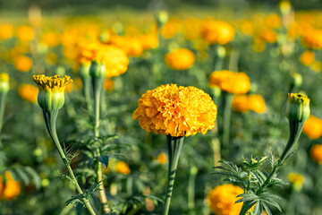 Close up of bright yellow marigold flowers in full bloom in field.