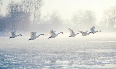 Fototapeta premium White swans fly over icy water.