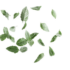 Fototapeta premium Floating Green Mint Leaves Against Black Background