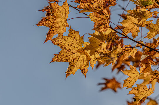 Maple leaf in autumn in the evening sun.