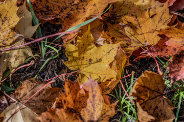 Maple leaf in autumn in the evening sun.