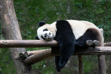 Funny Pose of Sleeping Panda, Chongqing, China