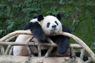 Funny Pose of Sleeping Panda, Chongqing, China