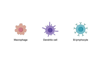 Antigen presenting cells (APCs). Macrophage, Dendritic cell, B-lymphocyte. Immune response. Vector scientific illustration.	