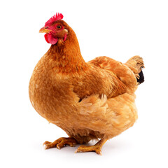 photo of laying hen farm