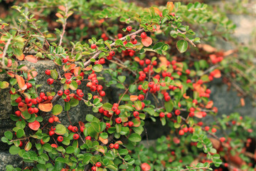 Decorative bush of the Cotoneaster horizontalis close-up. Red berries on branches with green leaves with selective focus. Plant against a wall. Nature background