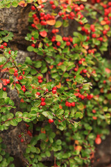 Obraz premium Decorative bush of the Cotoneaster horizontalis close-up. Red berries on branches with green leaves with selective focus. Plant against a wall. Nature background