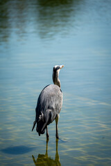 great blue heron