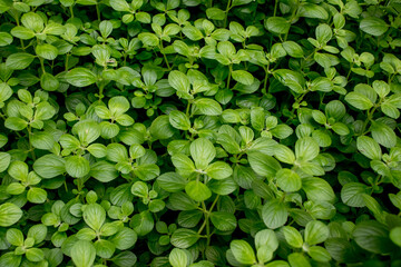 green basil plant texture background