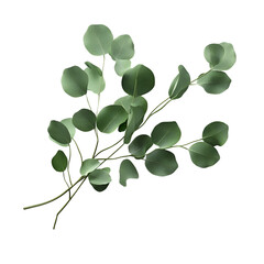 Obraz premium Eucalyptus Branch with Green Leaves Isolated on Black