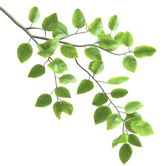 Fototapeta premium Branch with Lush Green Leaves Isolated on Black Background