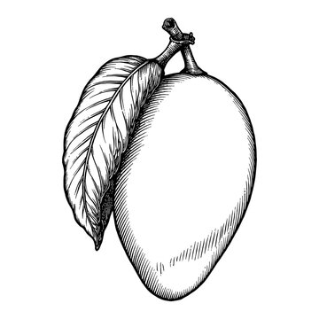 recommend clip art: Mango Fruit with Leaf in Vintage Style Black and White Outline Line Art Drawing Detail