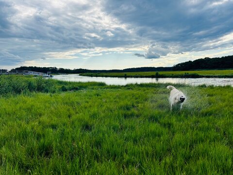 Labrador Shaking Off Water in a Cape Cod Marsh