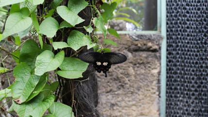 Black butterfly with white and red markings resting on green leaves against natural background in a butterfly garden