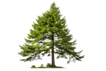 Isolated image of a Calocedrus decurrens tree showcasing its elegant, conical shape with vibrant green leaves against a white backdrop