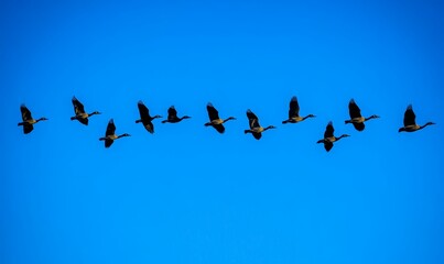 Obraz premium A flock of geese flying in formation.