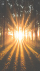 Golden sunlight beams through a grove of trees, creating a magical, mystical atmosphere.