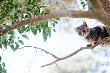 Cat climbing a tree branch