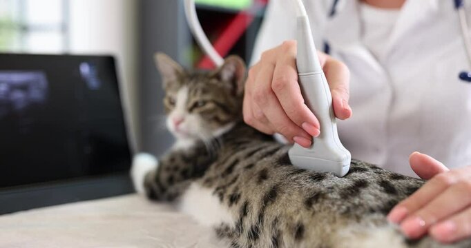 Gray cat undergoes ultrasound scan in veterinary clinic closeup. Medical veterinary services