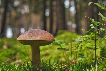 Pilz - Whild Mushrooms outdoors in the forest in autumn - High quality photo	