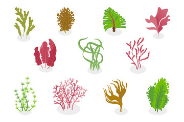 3D Isometric Flat  Set of Seaweeds, Marine Algae Collection. A set of various types of seaweed gathered from the ocean, perfect for showcasing the beauty of underwater flora. © TarikVision