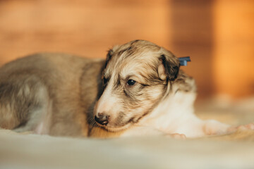 Portrait of lovely and cute russian borzoi dog puppy lying on the bed at sunset