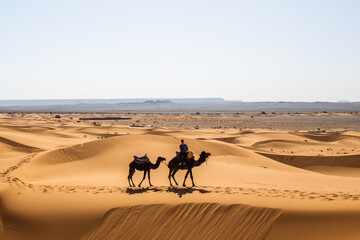 Caravan of one person and two camels in summer Sahara getting to breathtaking international...