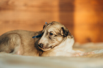 Portrait of lovely and cute russian borzoi dog puppy lying on the bed at sunset