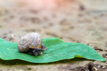 Cryptozona siamensis climbs on fallen leaves on the ground. It is a land snail that breathes using lungs. There are two genders in the same body.