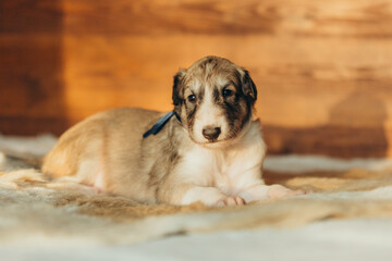 Portrait of lovely and cute russian borzoi dog puppy lying on the bed at sunset