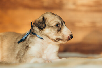 Portrait of lovely and cute russian borzoi dog puppy lying on the bed at sunset