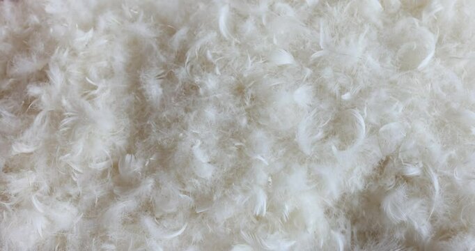 Closeup of white natural feathers in pile