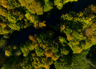 A forest with trees in the foreground and background
