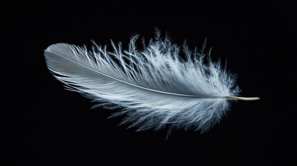 Obraz premium A single white feather isolated on a black background.
