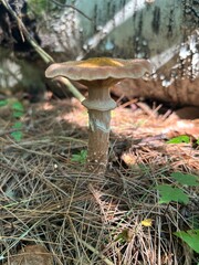 Mushroom Among Pines